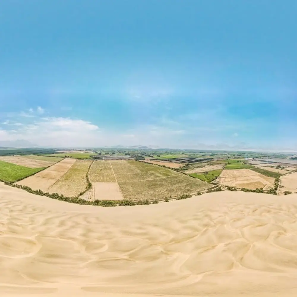 OASIS + CABALGATA PLAYERA