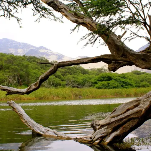 BOSQUE DE CAÑONCILLO